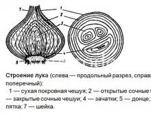 Особенности строения лука и его корневой системы