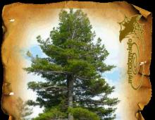 Tree of God -