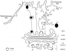 Golgi apparatus (complex)
